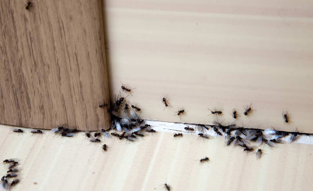 Termite Treatment in Detroit, MI 